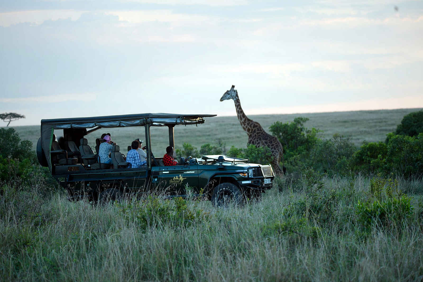 Ilkeliani Camp: Giraffe auf einer Pirschfahrt Ilkeliani Camp: Giraffe auf einer Pirschfahrt