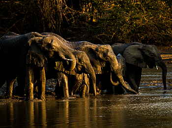 Kanga Expeditions: Elefanten an der Kanga Pan