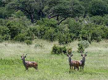 Verney's Camp: Kuduböcke