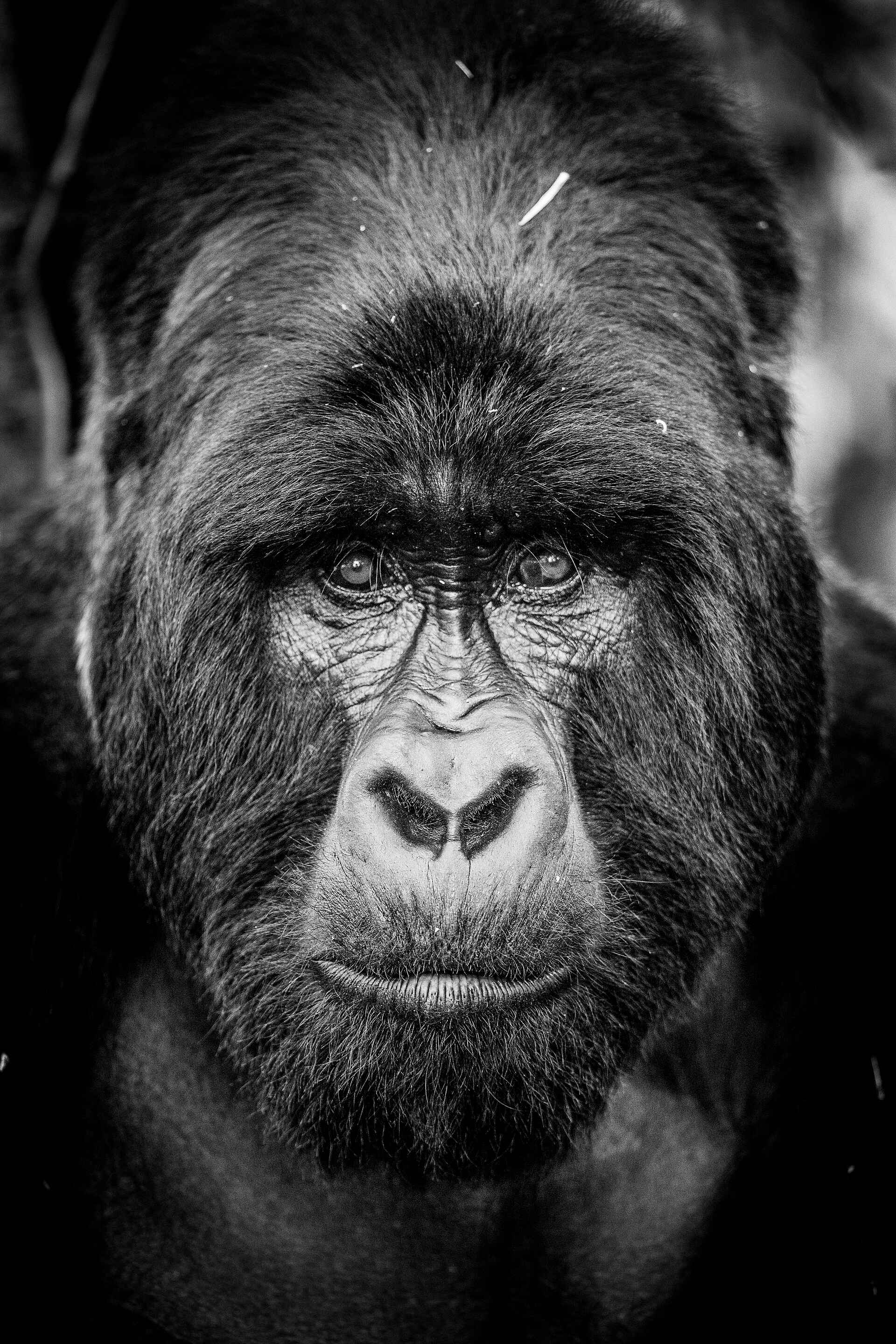 Gorilla Tracking, Kinigi, Musanze, Volcanoes National Park, Volcanoes Virunga Lodge, Gorilla, Portrait, Silverback, Afrikarma, Afrikarma Safaris, Afrikarma Safaris - Wildnis. Hautnah., Afrikarma.de