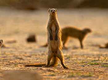 Bomani Tented Lodge: Neugierige Betrachter