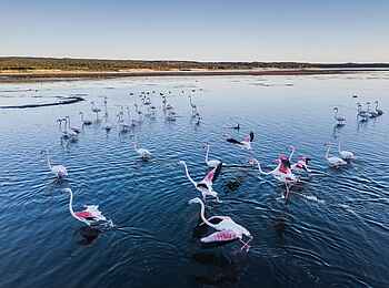 Coot Club: Flamingos