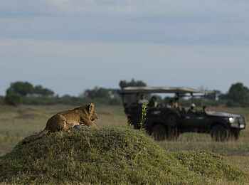Duba Plains Camp: Game Drive