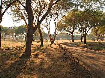 Jongomero Camp: Acacia Woodland