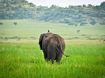 Kidepo National Park: Elefant im saftigen Gras
