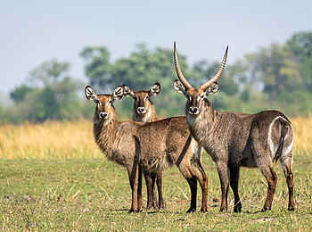 Linyanti Tented Camp: Antilopen
