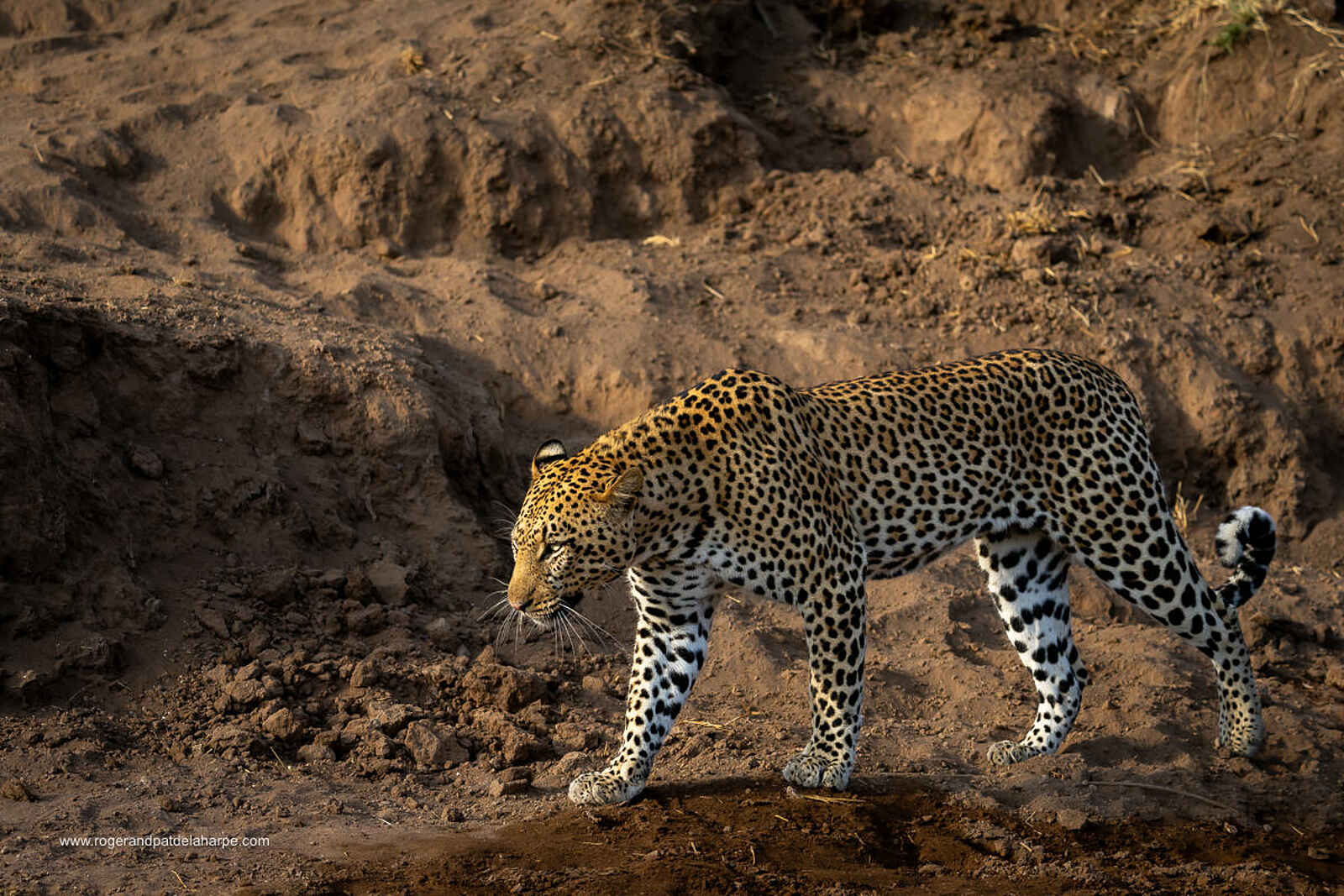 Mashatu Lodge: Leopard Mashatu Lodge: Leopard