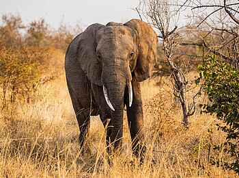 Mpala Jena Camp: Elefant Mpala Jena Camp: Elefant