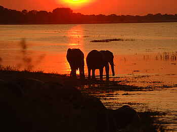 Muchenje Safari Lodge: Elefanten im Abendlicht