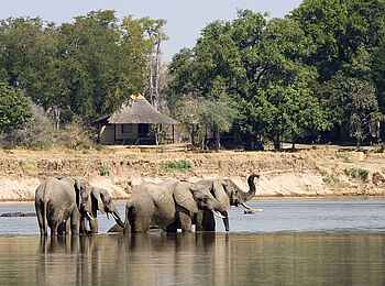 Nsefu Camp: Elefanten vor dem Camp