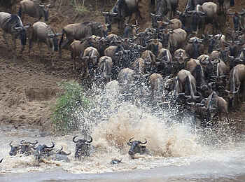 Olakira Migration Camp: Migration