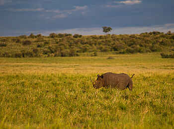 Rekero Camp: Nashornsichtung Rekero Camp: Nashornsichtung