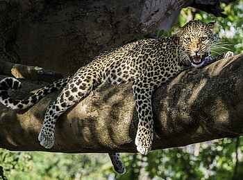 Robin Pope Safaris: Ruhender Leopard