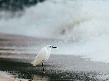Rubondo Island Camp: Ein Reiher am See Rubondo Island Camp: Ein Reiher am See