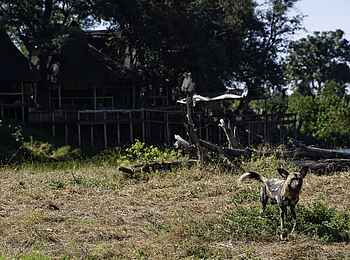 Savuti Camp: Wildhund vor der Lodge