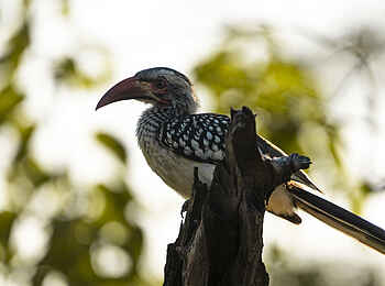 Sediba Sa Rona Lodge: Birding