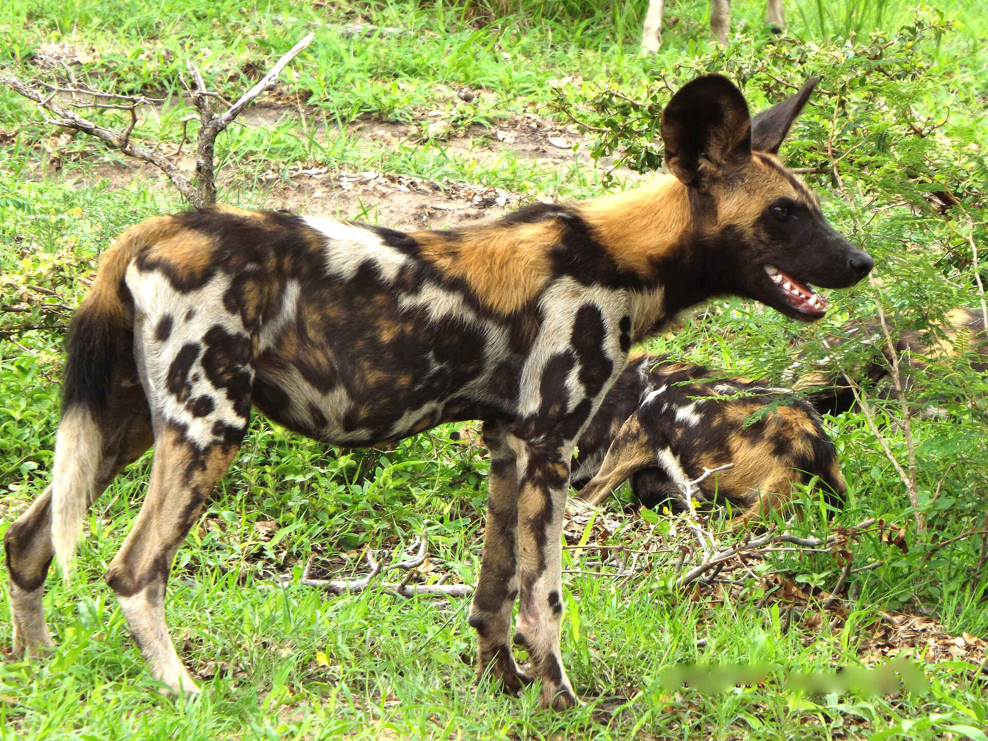 adventure camps, safari, selous impala camp, selous wildreservat, afrikanischer wildhund, afrikarma, afrikarma safaris, afrikarma safaris - wildnis. hautnah., afrikarma.de