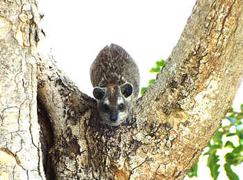 Selous Impala Camp: Schliefer im Baum