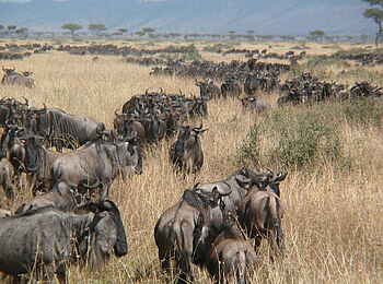 Serian Camp: Gnuwanderung