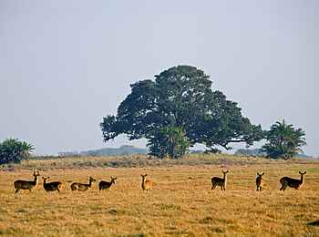 Shumba Camp: Pukus Shumba Camp: Pukus