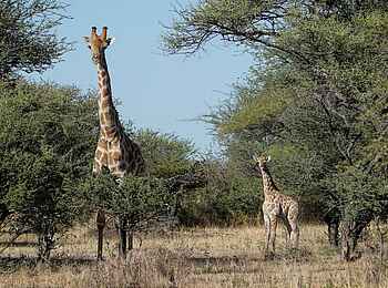 Thamo Telele Camp: Giraffen Thamo Telele Camp: Giraffen