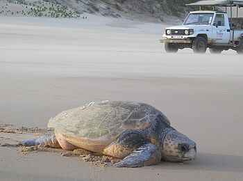 Thonga Beach Lodge: Schildkröte am Strand Thonga Beach Lodge: Schildkröte am Strand