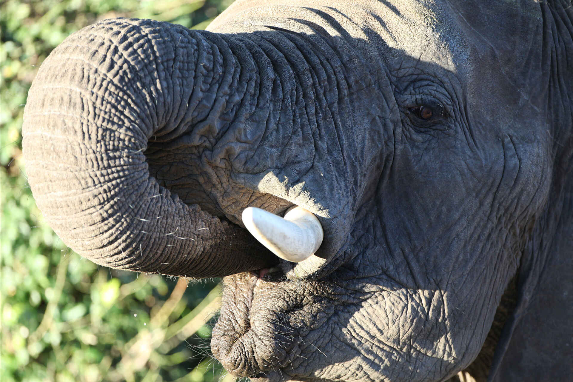 Tuli Safari Lodge Mashatu: Elefant beim Essen
