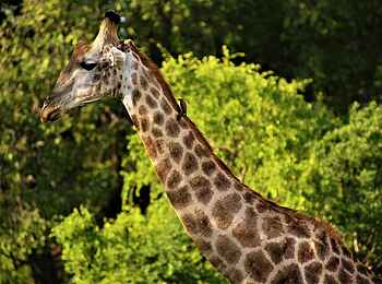 Victoria Falls Hippo Creek Villa: Eine Giraffe im Nationalpark