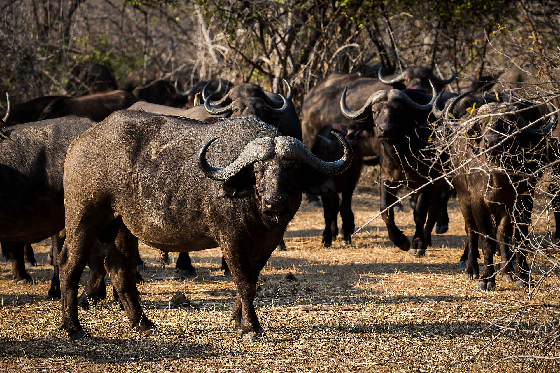 Cape Buffalo, Chikwenya Camp, Lower Zambezi, Mana Pools National Park, Sapi River, Sapi Safari Area, Wilderness Safaris, Aktivitäten, Game Drives, Tiere, Wildbeobachtung, Büffel, Afrikarma, Afrikarma Safaris, Afrikarma Safaris. Wildnis. Hautnah., Afrikarma.de