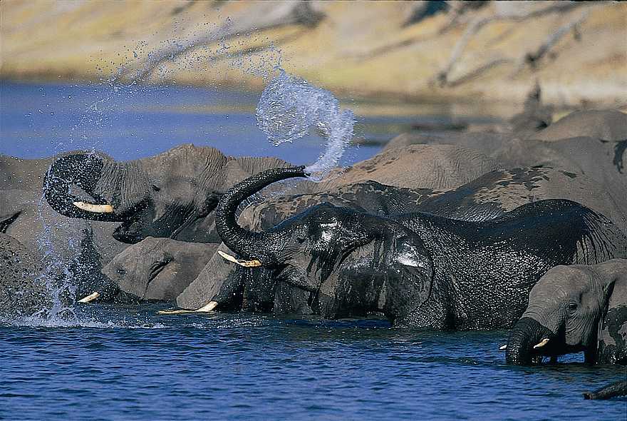 Desert & Delta Safaris: Elefanten beim Bad Desert & Delta Safaris: Elefanten beim Bad