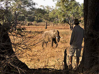 Mapazi Camp: Elefantenbegegnung