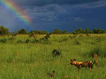 Ntemwa Busanga Bushcamp: Wildhunde vor einem Regenbogen