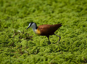 Nyamatusi Camp: African Jacana Nyamatusi Camp: African Jacana