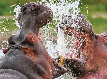 Olare Mara Kempinski: Kämpfende Nilpferde