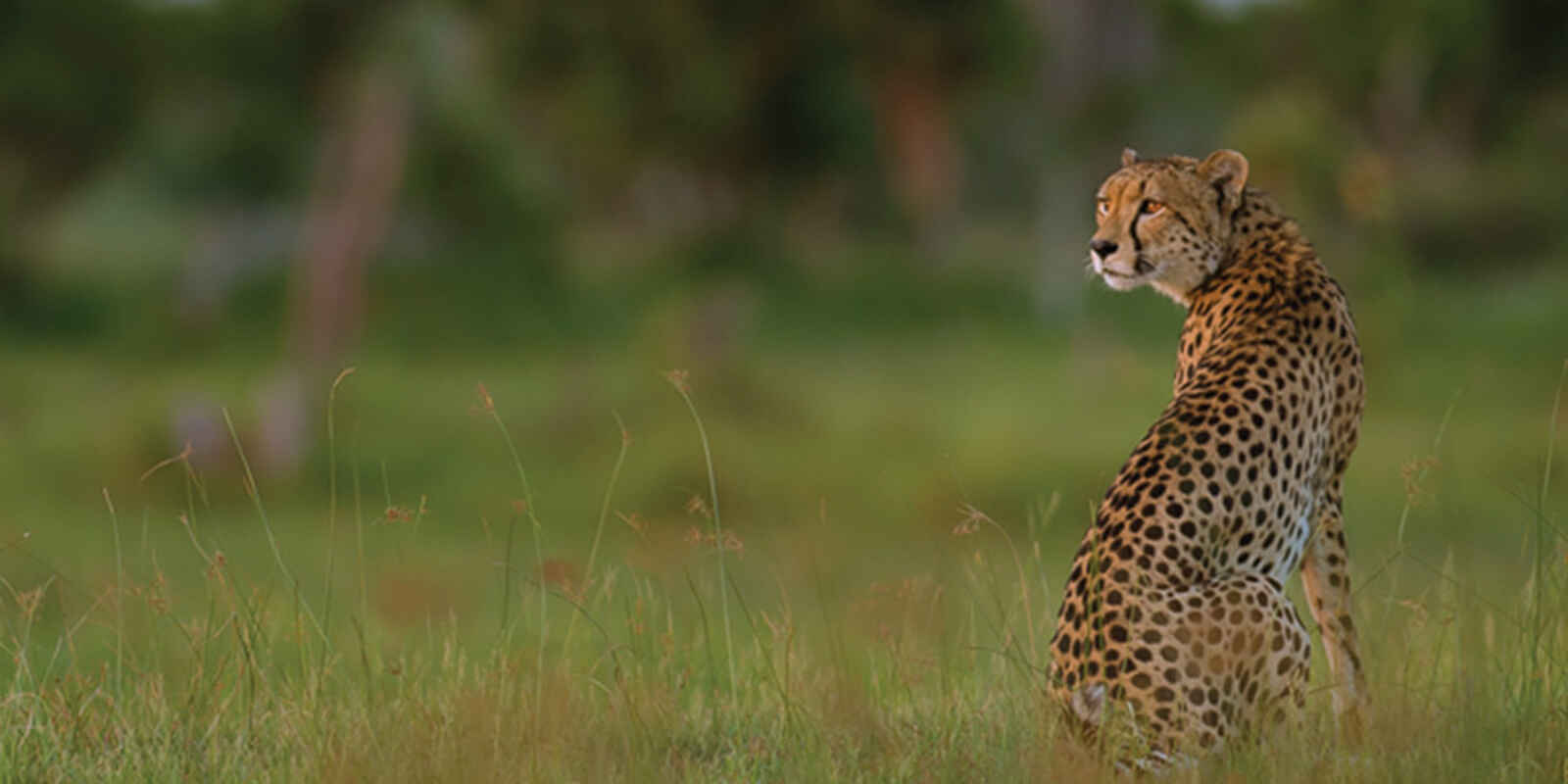 Robins Camp: Gepard Robins Camp: Gepard