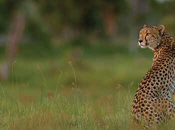 Robins Camp: Gepard Robins Camp: Gepard