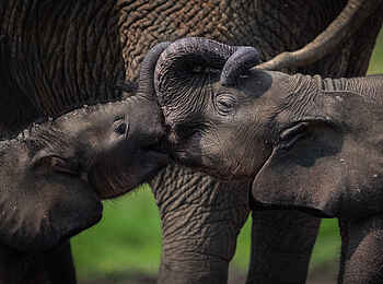 Sangha Lodge: Spielende Elefanten Sangha Lodge: Spielende Elefanten