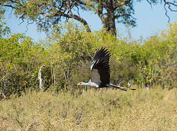 Selinda Camp: Sekretär