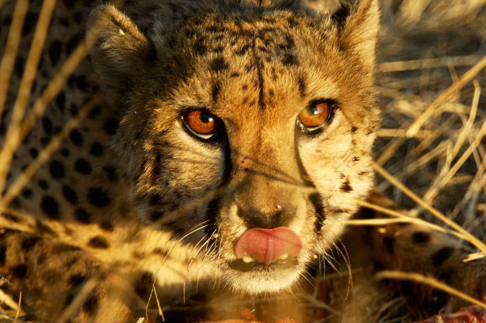 Bagatelle Kalahari Game Ranch: Acinonyx jubatus Bagatelle Kalahari Game Ranch: Acinonyx jubatus