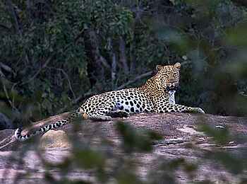 Big Cave Camp: Leopardensichtung