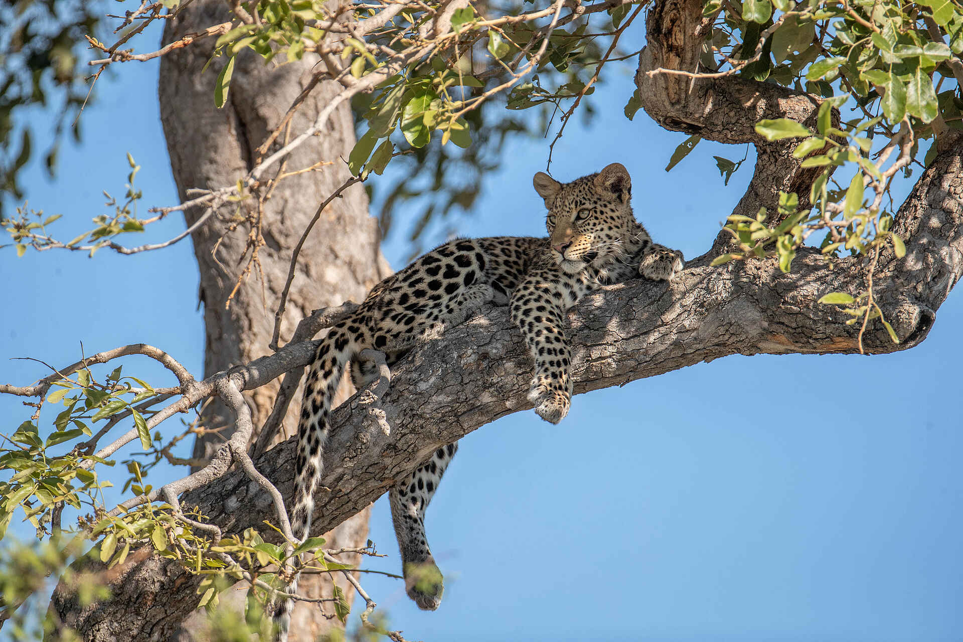 Chitabe Camp: Ein Leopard auf einem Baum