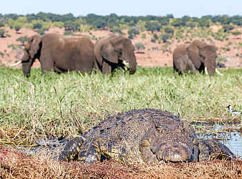 Chobe Savanna Lodge: Krokodil und Elefanten