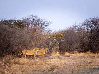 Evolve Back Gham Dhao Lodge: Zwei Löwinnen