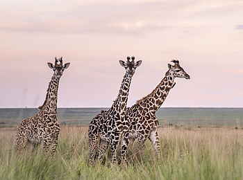 Governor´s Camp: Giraffen