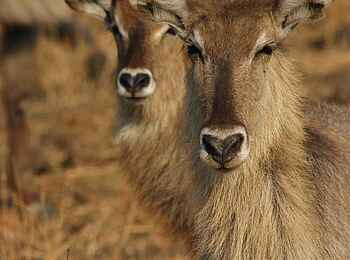 Island Bush Camp: Wasserböcke Island Bush Camp: Wasserböcke