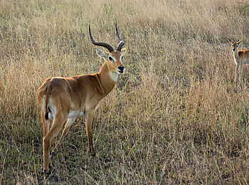 Kasenyi Safari Camp: Kob-Antilope mit Kalb