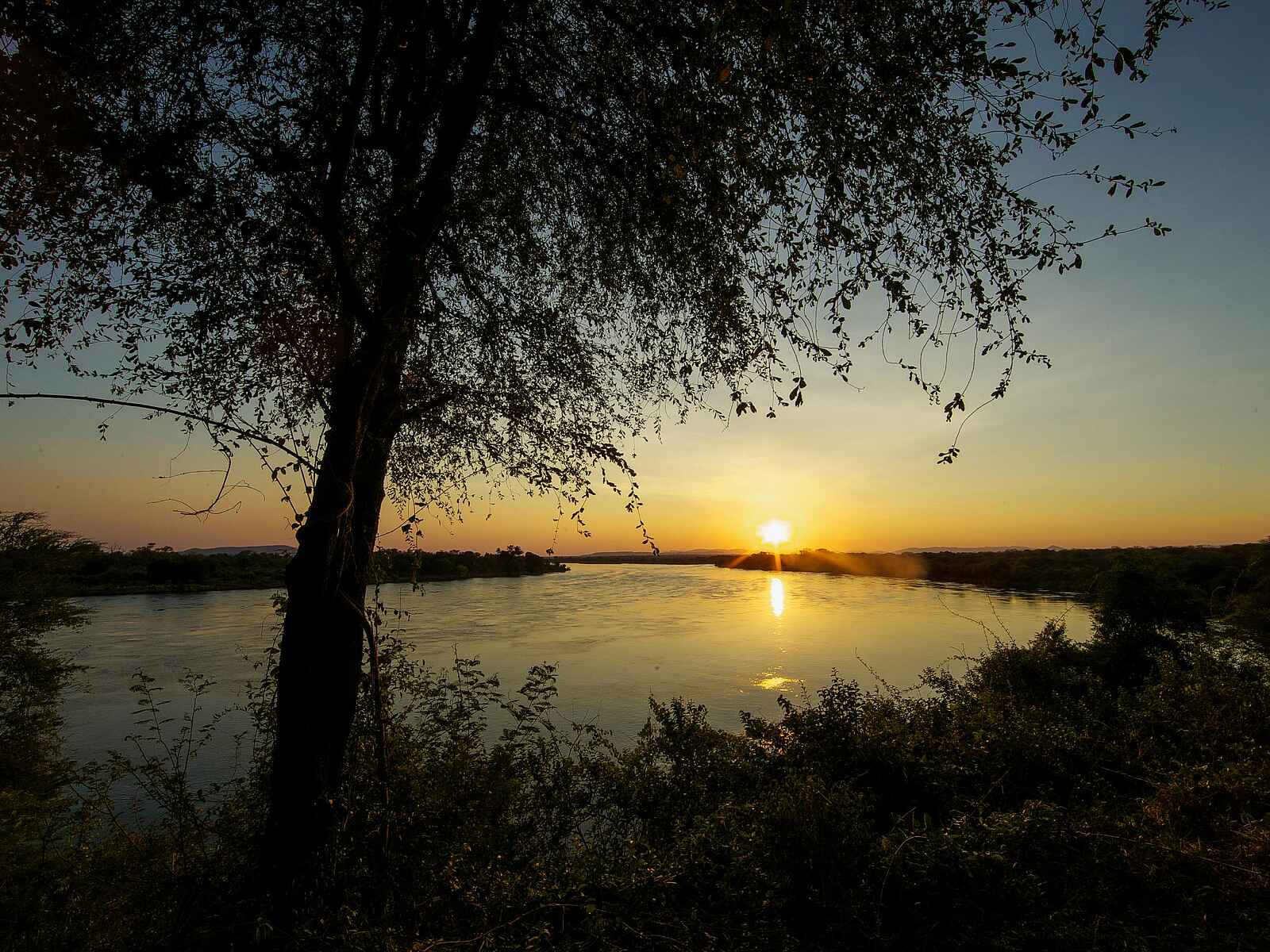 Kiambi Camp: Baum am Sambesi Ufer Kiambi Camp: Baum am Sambesi Ufer