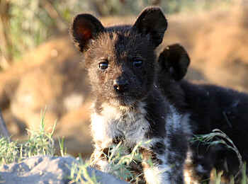 Kwara Camp: Wildhundwelpe Kwara Camp: Wildhundwelpe