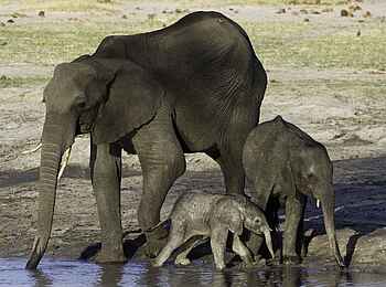 Little Makalolo Camp: Elefantenbaby am Wasserloch Little Makalolo Camp: Elefantenbaby am Wasserloch