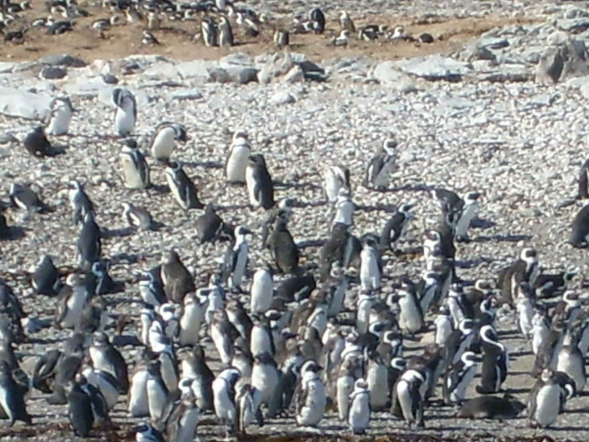 Lüderitz Nest Hotel: Brillnpinguine